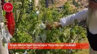 Düzgün Baba İçin Doğayı Koruma Çağrısı: “Kutsal Olan Ağacı Yaşatmaktır”